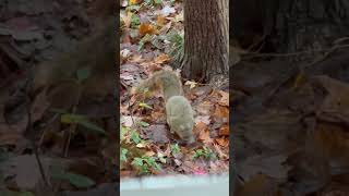 Fox squirrel squirrel [upl. by Anuaik]