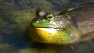 Frog Sounds Natural Frogs Singing in the World Compilations Frogs Sound Frog Sounds Effect [upl. by Inaliak]