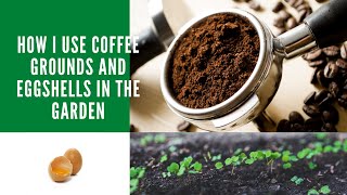 Coffee Grounds amp Eggshells  Magic for Plants  Cole Walliser x Creative Explained [upl. by Aidaas769]