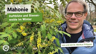 Mahonie Ein immergrüner duftender Winterstrauch für Hummeln Bienen und Gärtner geeignet als Hecke [upl. by Demaria]