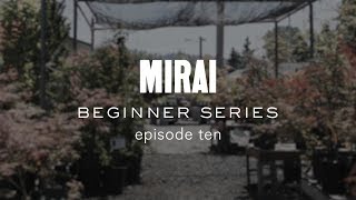 Bonsai Beginner Series  Watering [upl. by Tandy]