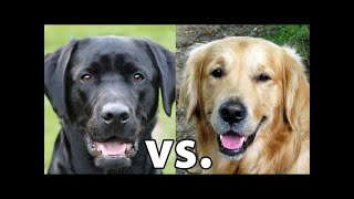 Golden Retriever vs Labrador Retriever Which Is Better [upl. by Ynneh507]