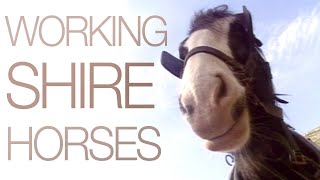 Working Shire Horses [upl. by Anthia]