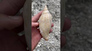 Huge Fossilized Junonia found in Florida 😍  junonia shell nature fossil [upl. by Robaina]