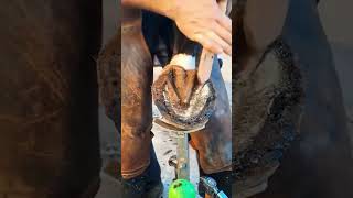 Very Satisfying Horse Hoofs Restoration  farrier farrierlife hoof horse satisfying hoofcare [upl. by Yuu]