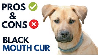 Black Mouth Cur Pros and Cons  Southern Cur Advantages and Disadvantages [upl. by Weisbart]