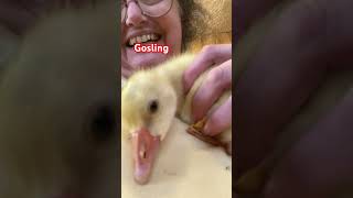 Gosling 10 days old [upl. by Aihsel]