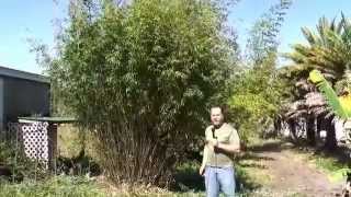 How To Trim Multiplex Bamboo Bambusa Multiplex [upl. by Joaquin]