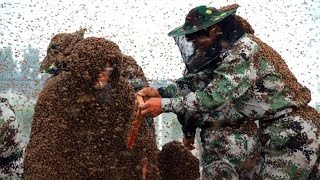 Man Gets Swarmed In 11 Million Bees  Sets New World Record [upl. by Petulah]