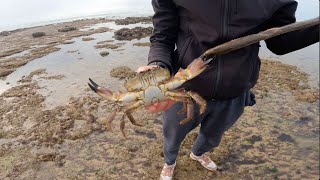 A LA RECHERCHE DU CRABE PERDU  Quand les surfeurs simprovisent pêcheurs [upl. by Benioff]