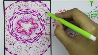 Histology of Vas Deferens \ Ductus Deferens [upl. by Hnim]