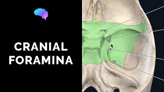 Foramen of the Skull amp Cranial Nerves 3D Anatomy Tutorial  UKMLA  CPSA [upl. by Temirf]