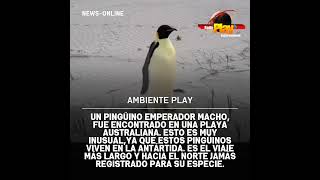 AmbientePlay🌍 ▶️ Un pingüino emperador macho fue encontrado en una playa australiana [upl. by Winou]