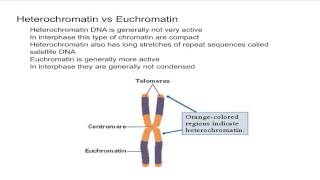 Heterochromatin vs Euchromatin [upl. by Enilekaj7]