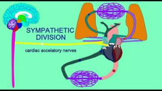 ENDOCRINE SYSTEM HYPOTHALAMUS AND EPINEPHRINE [upl. by Engelhart563]