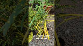 Corofitam Croton Gold  Rs 30 Contact 8848548939 plants garden online shorts  paadavaramboram [upl. by Norvol]