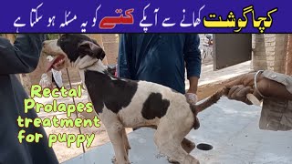 Rectal Prolapse home treatment for Dogs rectal prolapse treatment for dog kashifkonain [upl. by Gnahc107]