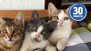 30 Minutes of the Worlds CUTEST Kittens 😻💕 [upl. by Epul]