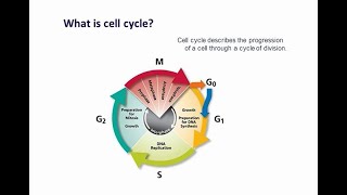 DNA content cell cycle analysis using flow cytometry [upl. by Iaka45]