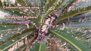 Variegated flutterer dragonfly [upl. by Hans]