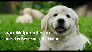 HiNX Das beste Hundefutter der Welt [upl. by Atekin]