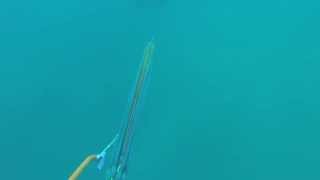 Spearfishing 45lb Broomtail Grouper [upl. by Anerhs]