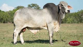 Lot 31 Wilangi R MAVI 9406 H [upl. by Raybin]