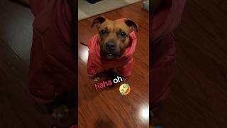 Twix got a new hoodie😎 puppy doglife staffordshireterrier [upl. by Admana]