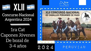 1RA CAT Capones Jóvenes de Bozal de 3 4 anosXLII CONCURSO NACIONAL ARGENTINA 2024 [upl. by Yral]