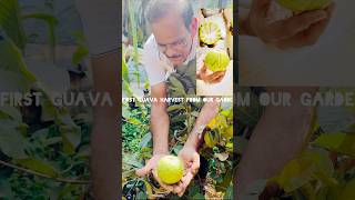 First guava harvest from our garden youtubeshorts trending viralvideo shortsviral gardening [upl. by Melville]