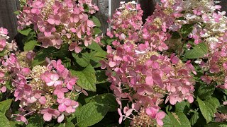 Color Changing For Little Quick Fire Hydrangea 4K  July 27 [upl. by Cassaundra]