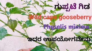 ಗುಪ್ಪಟೆ ಗಿಡ  Physalis minima  Wild cape gooseberry  ಇದರ ಉಪಯೋಗವೇನು MilanasfamilyVlogs [upl. by Chlores]