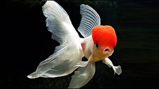 10 Most Beautiful Goldfish Species in the World [upl. by Redford]