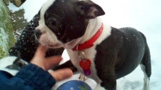 Boston Terrier Puppy 5 Months old quotPlaying in the Snowquot [upl. by Nairde269]