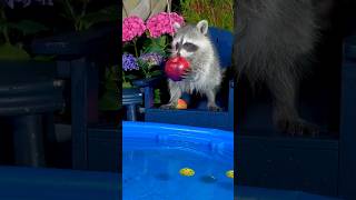 Baby Raccoon Playing with an Apple in the Pool short shorts [upl. by Dnalyr]