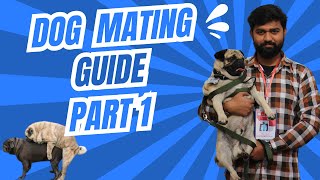 Dog Mating Guide Part 1 l Estrous Cycle of Bitch dogmating [upl. by Lyell]