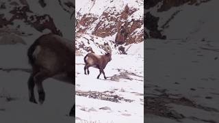 Ibex hunting shortvideo viralvideo ibex mountains pakistan animals india crazy hunting [upl. by Barker]