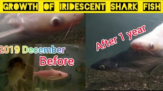 Growth Of My Iridescent Shark Fish1 year old [upl. by Yousuf875]