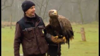 Die Falknerei im Wildpark Eekholt [upl. by Ydnew40]