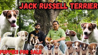 Jack Russell terriers dog puppies for sale  champion dogs  delivery available pets life yt [upl. by Akinwahs]