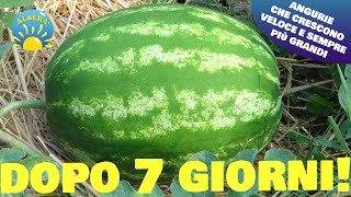 QUESTA ANGURIA CRESCE VELOCISSIMA IN SOLI 7 GIORNI  ANGURIE 🍉ENORMI COL METODO LUCE IN NATURA [upl. by Notaes]