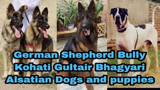 German Shepherd Bhagyari Alsatian Bully Kohati Gultair Dogs 03139393944 [upl. by Shiller]