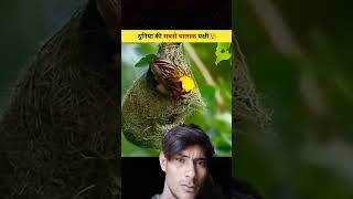 Allah Ki banai Duniya Ki sabse Chalak pakshi amazingfacts birds factsinhindi interestingfacts [upl. by Leonerd]