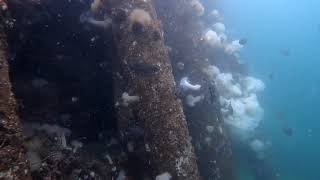 Rockfish at the Point Hudson Jetty [upl. by Nedrah459]