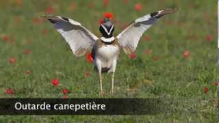 Outarde canepetière [upl. by Neelram]