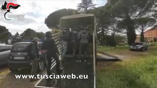 Carabinieri  Sequestrati 23 cani incrociati con lupi selvatici in un allevamento [upl. by Naret]