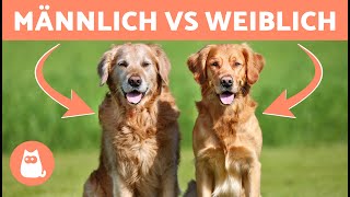 Unterschiede zwischen männlichen und weiblichen GOLDEN RETRIEVER 🐶 Welchen aufnehmen [upl. by Yentruok]