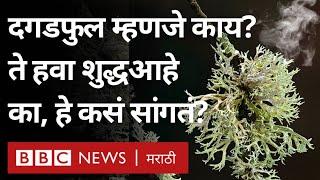 Biodiversity Day  Lichen म्हणजे काय दगडफुल Air Quality विषयी काय सांगतं  Spice  Rare Foods [upl. by Ashil]