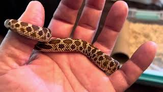 Christine my Red albinolucy female western hognose snaketub upgrade [upl. by O'Malley]