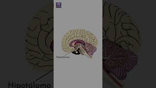 Partes Básicas del Cerebro Explicadas en Menos de 1 Minuto 🧠 [upl. by Karita530]